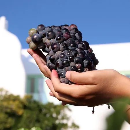 Vino